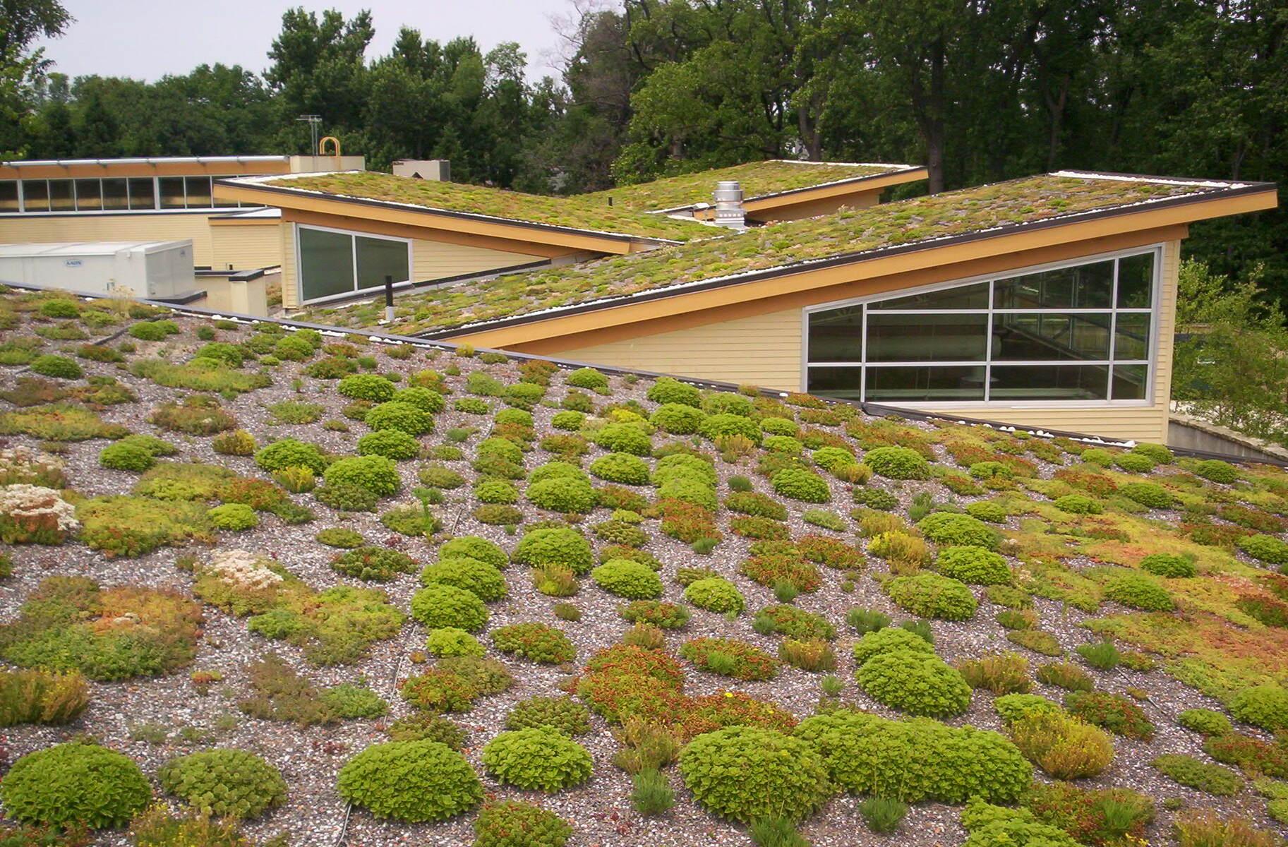 Walter Reed Green Roof