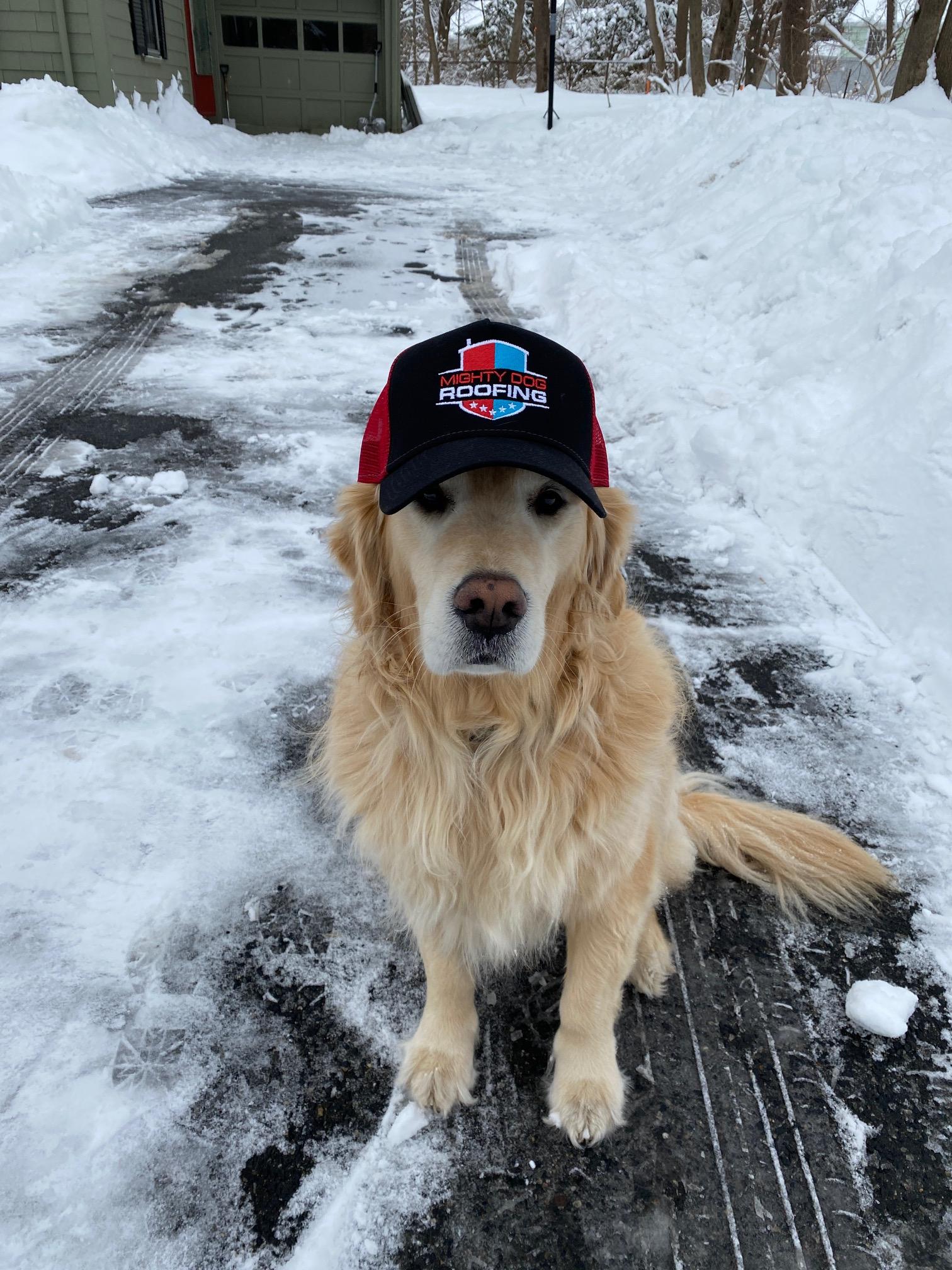 Roofing Pets