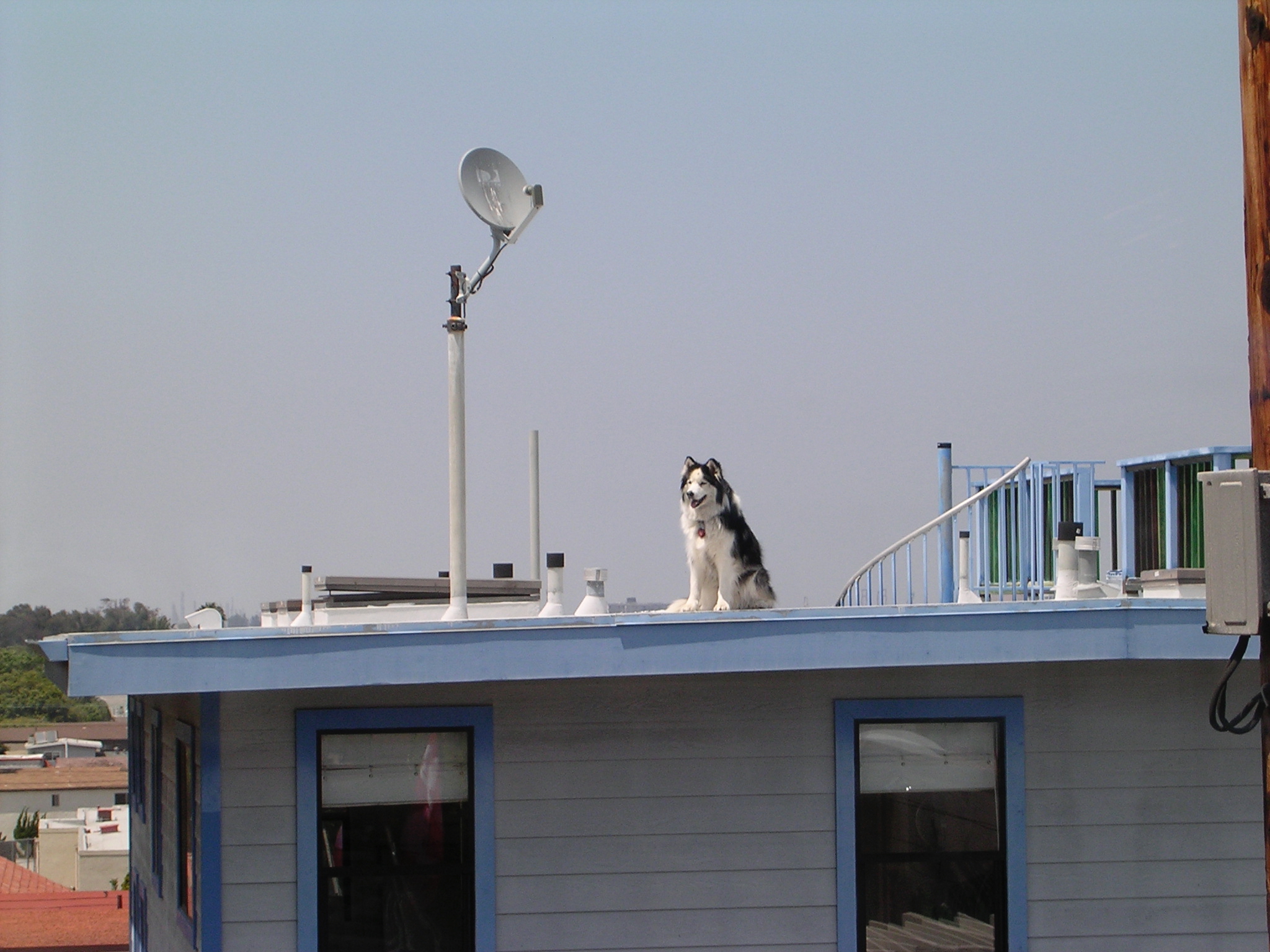 Roofing Pets