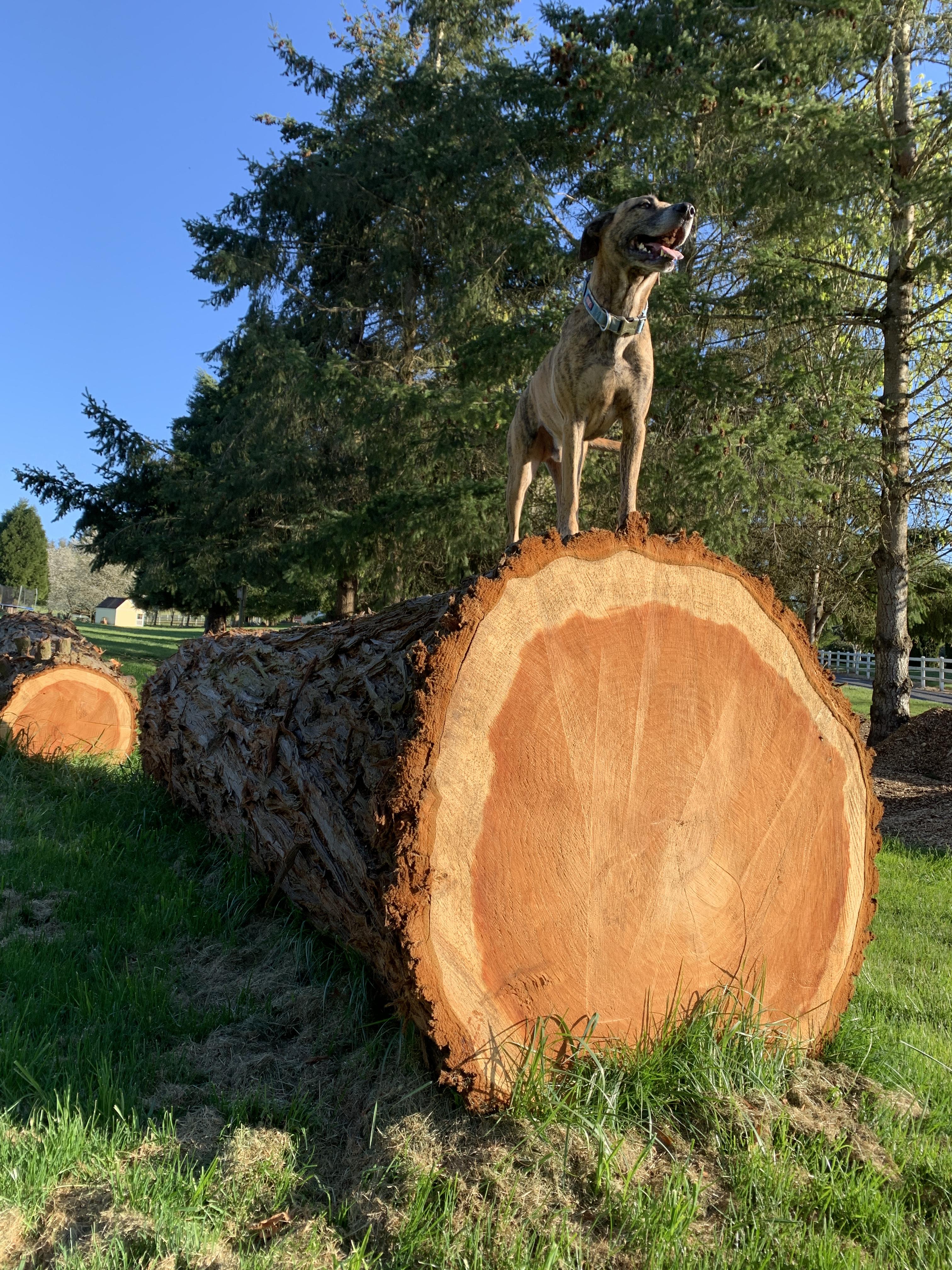 Roofing Pets