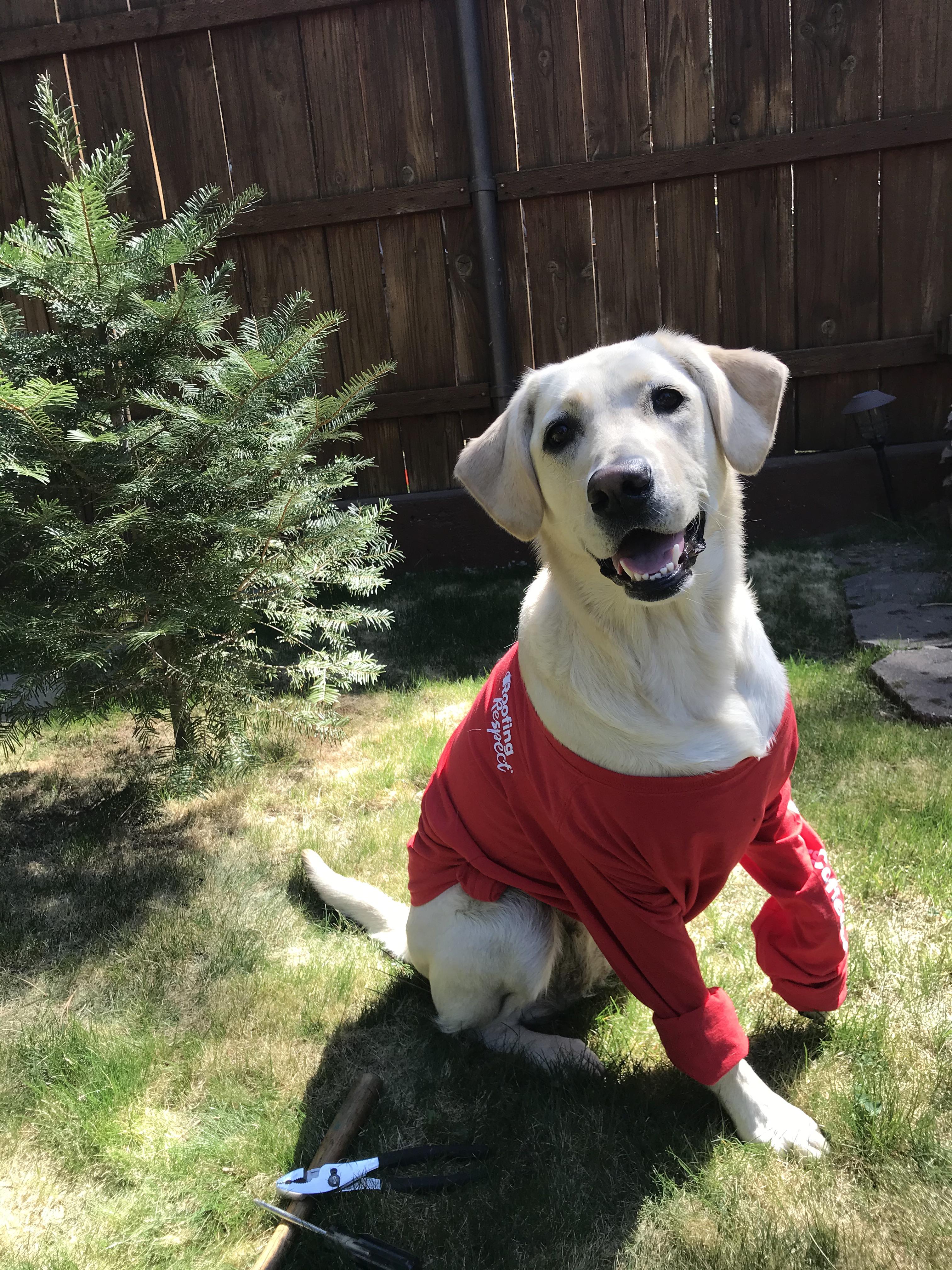 Roofing Pets