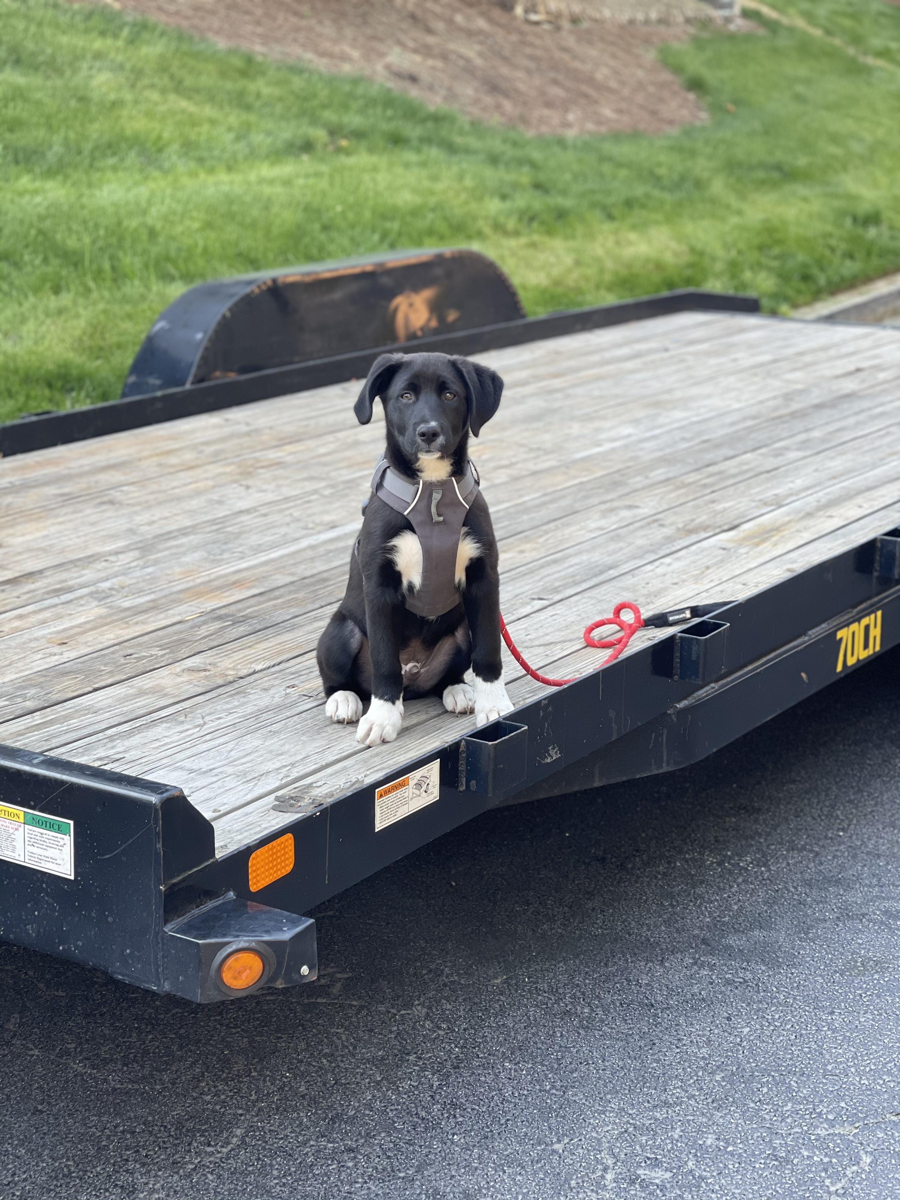 Roofing Pets