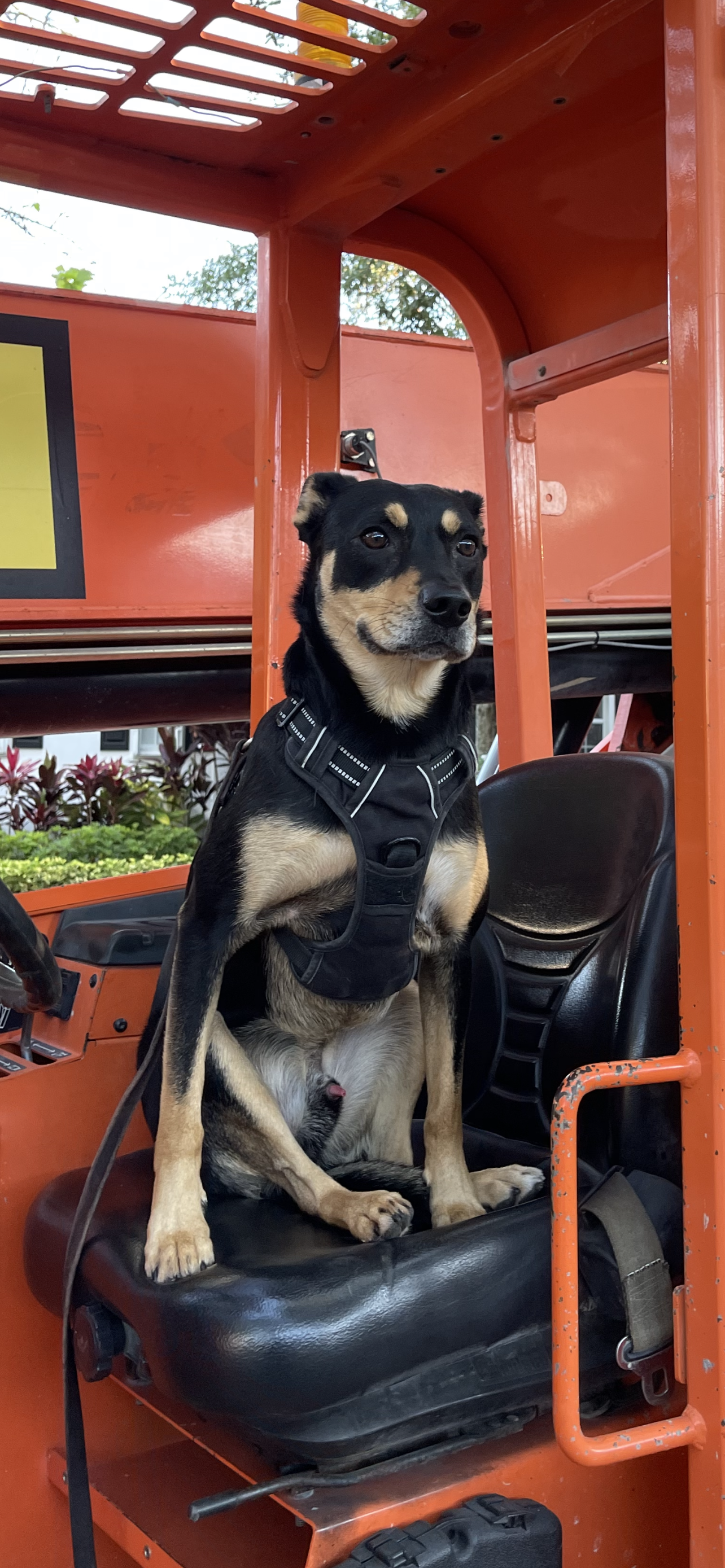 Roofing Pets