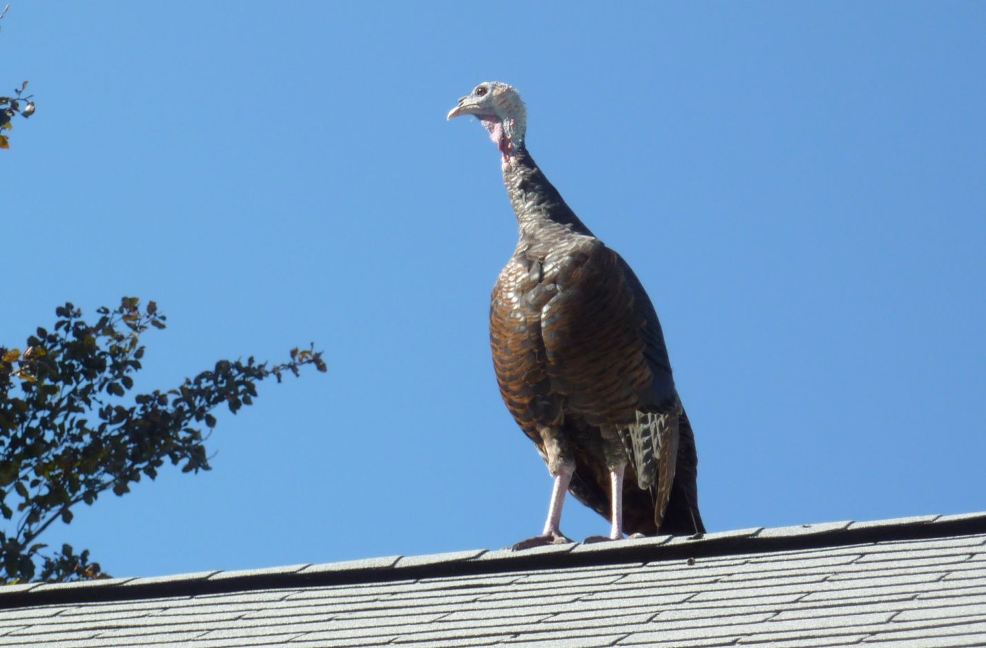 Roofing Holidaze