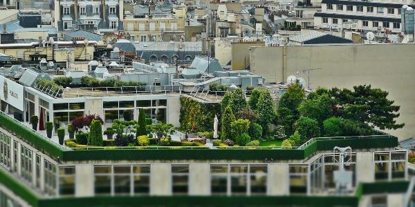 RCS Green Roof Terrace