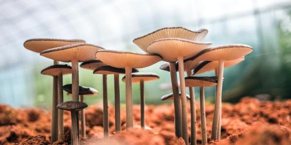Mycocycle - mushroom research - pr -2023