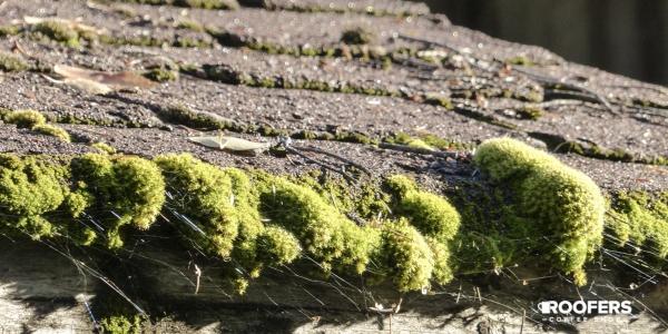 The silent roof invader