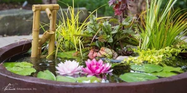 How to build a beautiful container water garden
