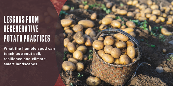 Lessons from regenerative potato practices